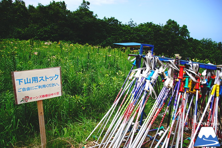 北海道最大級、213万輪のゆりの花！『オーンズ春香山ゆり園』